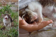 保護主さんに甘える姿にほっこり！感染症で目が開かずに彷徨っていた子猫が早期救出で命を繋ぐ