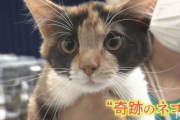 【朗報】オスの三毛猫が保護される