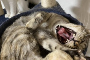 猫「ぐわぁぁぁぁ」