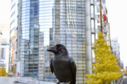 都心のカラス、20年で1/3以下に…生息数とゴミの量が連動