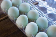 最近卵の殻が凄く薄くて脆い気がする。と思って調べてみるとなんと…