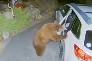 【監視カメラ】クマが手慣れた手つきで車のドアを開けて車に乗り込む様子・・・