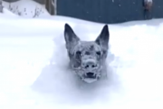 大雪が降っても関係なし。犬が雪に埋まりながらも元気に走ってくるよ！海外の反応