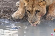 【動画あり】カメさん、ライオンの水飲みを邪魔するｗｗｗｗｗｗｗ