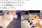 犬を交換されてしまったツイッター民w