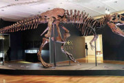 33億円で落札のティラノ全身化石、今後の研究に懸念も