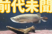 うちの魚、狂暴すぎて草