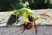 【閲覧注意】カマキリVSスズメバチのタイマン勝負