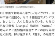 【悲報】日本の”セミ”が中国人にバレてしまう・・・