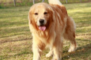 ゴールデンレトリバー飼いたい