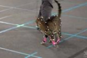 【動画】猫がモーションキャプチャされてるのめっちゃエモい。