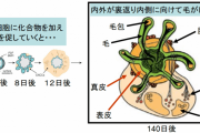 【ライフ】薄毛の根本治療法？ iPS細胞から「髪が生えた皮膚」を作ることに成功！