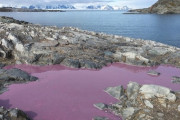 【画像】血の雪に続いて南極に異変　雪解け水が紫色に
