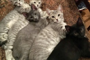 【ねこ画像】5匹そろって！！、にゃんこの小さな頃と今、果物とねこ ほか