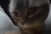 【悲報】「猫ミーム」という謎の動画、流行る