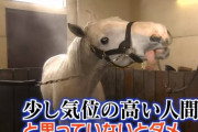 競走馬が喋れたらどの馬と喋りたい？