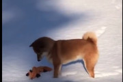 【動画】イヌ、生まれてはじめて雪に触れて楽しそう