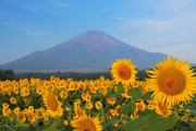 外国人「日本の夏に楽しみにしていることって何？」（海外の反応）
