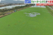 【熊本】川が緑一色…外来植物「ウォーターレタス」大量繁殖で生態系に影響の恐れ