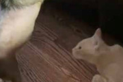 ネコは「今だ！」と思ったようだ。犬がソファの上を気にしていた → 猫はこうなる…