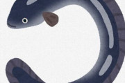 うなぎの刺し身がない理由ｗｗｗｗｗｗ
