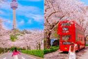 韓国人「外国人は桜が日本にだけあると思っているの？」ヨーロッパ人はオリジナルの桜は日本だけにあると思っている様です‥ﾌﾞﾙﾌﾞﾙ　韓国の反応