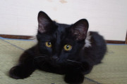 愛猫自慢 「うちの黒猫さん」