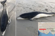 【画像】かなり珍しいイルカ『シロハラセミイルカ』の死骸、オーストラリアで相次いで発見される