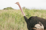 ダチョウ「視力20あります。時速70キロで走れます。病気に罹りません。怪我すぐ治ります。」