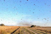 4千万匹のバッタ、アルゼンチンを南下　農作物に被害　1日で3万5千人分の食料に相当する農作物を食い荒らす