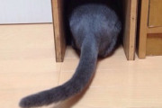 【ねこ画像】カーテンレールの上をそーっと歩く猫さん…落ちないかドキドキしますねwww