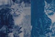 120年前のタイムカプセルに愛猫の写真のネガが！当時の少女の想いが現像と共に蘇る（フランス）