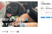 【悲報】女さん｢時間がないの！助けて！｣闘病中のイッヌの為にクラファン→とっくに死んでたと判明
