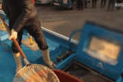 韓国の養殖業者、日本産活魚にシェアを奪われ怒りの活魚を叩きつけるパフォーマンス