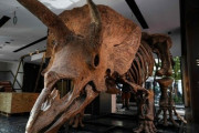 【画像】史上最大のトリケラトプス、デカすぎる