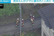 【速報】秋田の殺人グマ、男女4人死傷『クラクションを鳴らしたら軽トラに突進』