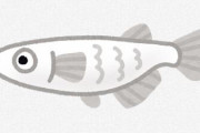 【生き物】津波で激減、2万匹に復活　絶滅免れた「奇跡のメダカ」　