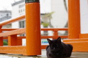 【ねこ画像】神社のねこ【再】