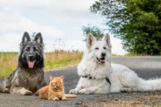 消防士に保護された子猫、飼い犬に囲まれ育ち犬化が加速（ベルギー）