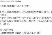 【異変】新潟の海岸に大量の「フグ」が打ち上げられる！山形県でも見つかっている模様