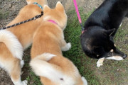 柴犬「3歳です」秋田犬「生後3ヶ月です」