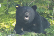 【長野】クマに2人が襲われ負傷　32歳男性は頭や顔を引っかかれ　64歳男性は足をかまれる　「森林に獣よけの薬剤を散布、下山中に…」