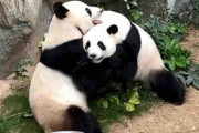 【香港】ジャイアントパンダの自然交配に成功、新型コロナで休園中の静けさが奏功？