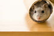 うちのハムスターが世界一かわいいことが決定してしまった……