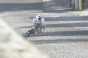 【動画】脱走したオオトカゲを追いかける猫の動画が面白すぎると話題に