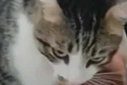 【ネコ】 パパのお腹の上に赤ちゃんがいた。スリスリこっつん♪ → 猫はこうする…
