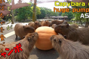 【長崎バイオパーク】カピバラがジャンボかぼちゃを食べる咀嚼音 海外の反応