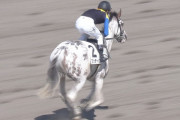 【競馬】土曜中山5Rはアルママかパロネラどちらかが飛ぶ