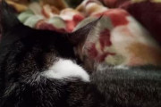 【悲報】最近飼い猫が寝てる時に近くに来るから不眠症になってるｗｗｗｗｗｗｗｗｗｗｗｗｗ