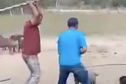 【衝撃】豚を屠殺しようとして起きた悲劇の動画。これはキツい・・・。